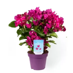 Bugenvilija - Bougainvillea glabra VERA DEEP PURPLE IMPROVED