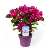 Bugenvilija - Bougainvillea glabra VERA DEEP PURPLE IMPROVED