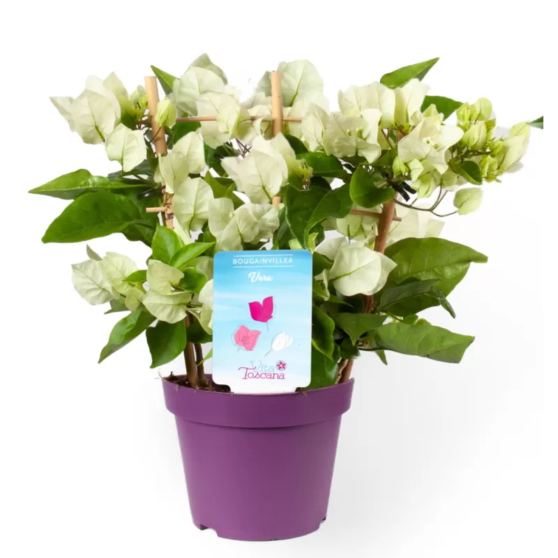 Bugenvilija - Bougainvillea glabra VERA WHITE IMPROVED