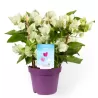 Bugenvilija - Bougainvillea glabra VERA WHITE IMPROVED
