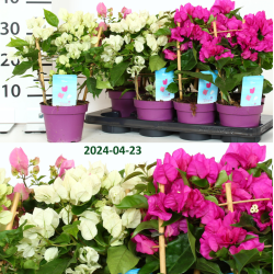 Bugenvilija - Bougainvillea glabra VERA PINK