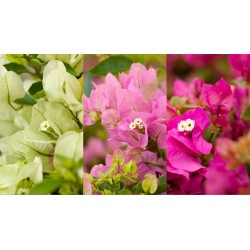 Egzotiniai augalai internetu