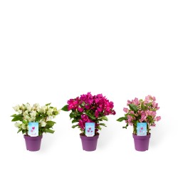 Egzotiniai augalai internetu