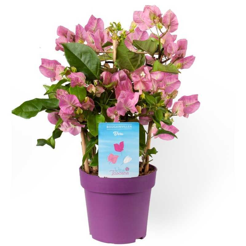 Bugenvilija - Bougainvillea glabra VERA PINK