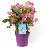 Bugenvilija - Bougainvillea glabra VERA PINK