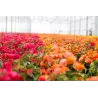 Bugenvilija - Bougainvillea PIRAMIDE RED (raudona)