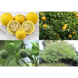 Poncirus trifoliata FLYING DRAGON