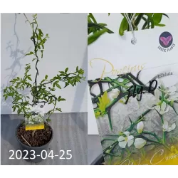 Poncirus trifoliata FLYING DRAGON