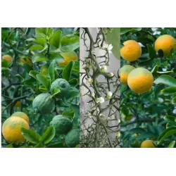 Poncirus trifoliata FLYING DRAGON