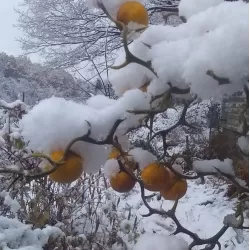 Poncirus trifoliata FLYING DRAGON