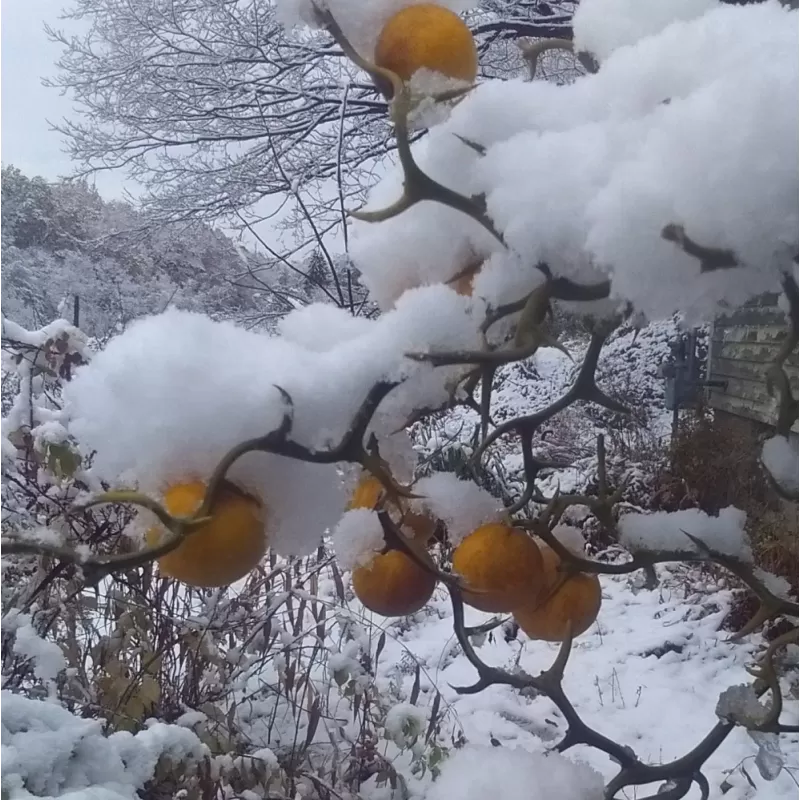 Poncirus trifoliata FLYING DRAGON