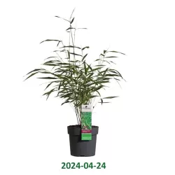 Fargesia scabrida ASIAN WONDER