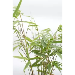 Fargesia scabrida ASIAN WONDER