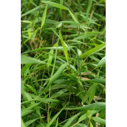 Fargesia scabrida ASIAN WONDER