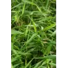 Fargesia scabrida ASIAN WONDER