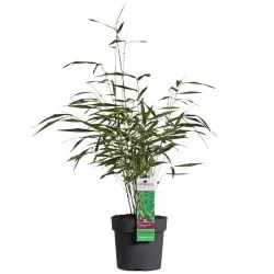 Fargesia scabrida ASIAN WONDER