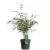 Fargesia scabrida ASIAN WONDER