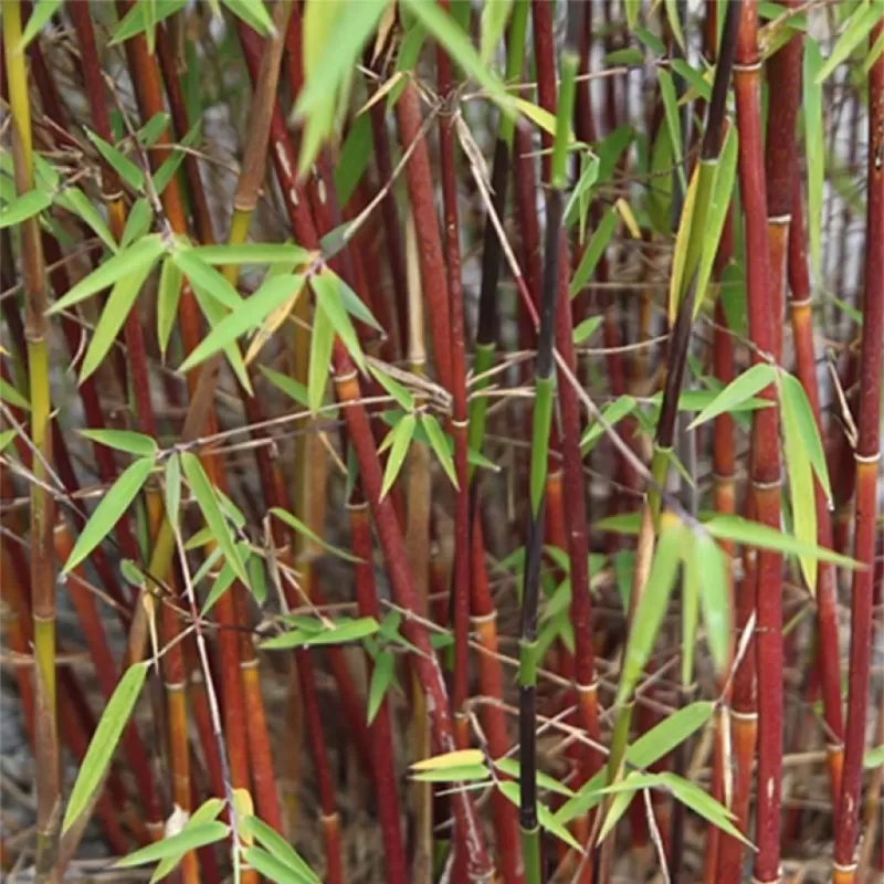 Fargesia scabrida ASIAN WONDER