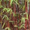 Fargesia scabrida ASIAN WONDER