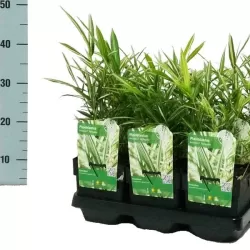 Fortūno arundinaria  - Pleioblastus (arundinaria) fortunei VARIEGATA