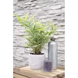 Fortūno arundinaria  - Pleioblastus (arundinaria) fortunei VARIEGATA