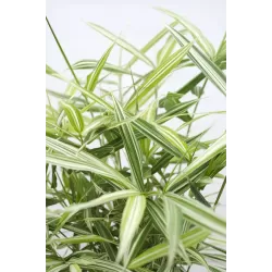 Fortūno arundinaria  - Pleioblastus (arundinaria) fortunei VARIEGATA