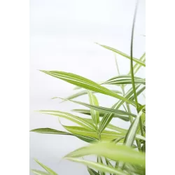 Fortūno arundinaria  - Pleioblastus (arundinaria) fortunei VARIEGATA