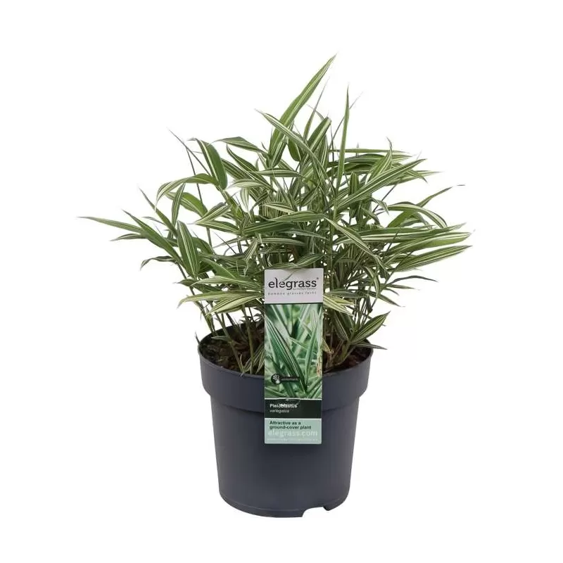 Fortūno arundinaria  - Pleioblastus (arundinaria) fortunei VARIEGATA