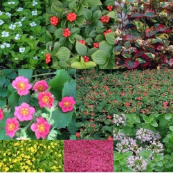 Flowering, fruiting and medicinal carpet plants