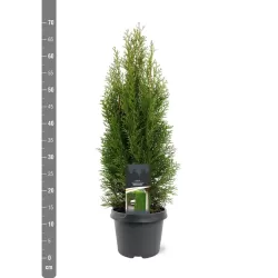 Vakarinė tuja - Thuja occidentalis SMARAGD (Solo augalai)