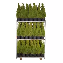 Vakarinė tuja - Thuja occidentalis SMARAGD (Solo augalai)