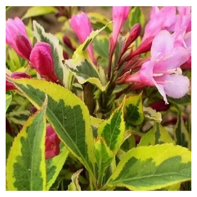 Gražiažiedė veigelė - Weigela MAGICAL RAINBOW