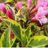 Gražiažiedė veigelė - Weigela MAGICAL RAINBOW