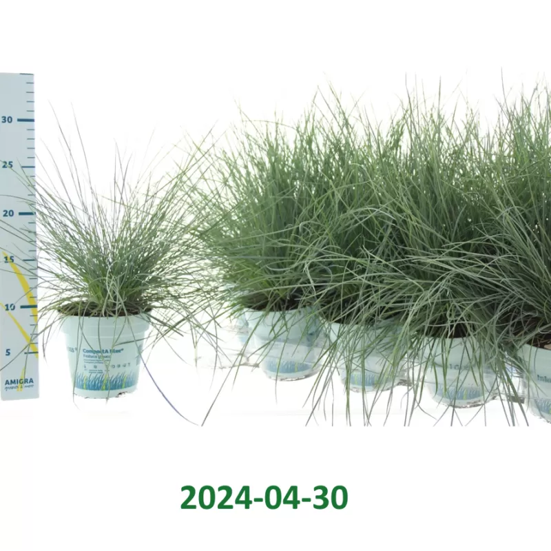 Festuca glauca COMPACTA BLUE