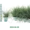 Festuca glauca COMPACTA BLUE