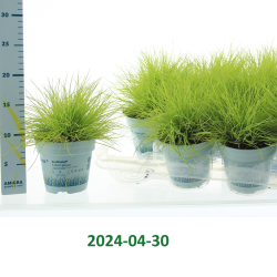 Melsvasis eraičinas - Festuca glauca (deshampsia) AMIGOLD