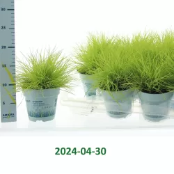 Melsvasis eraičinas - Festuca glauca (deshampsia) AMIGOLD