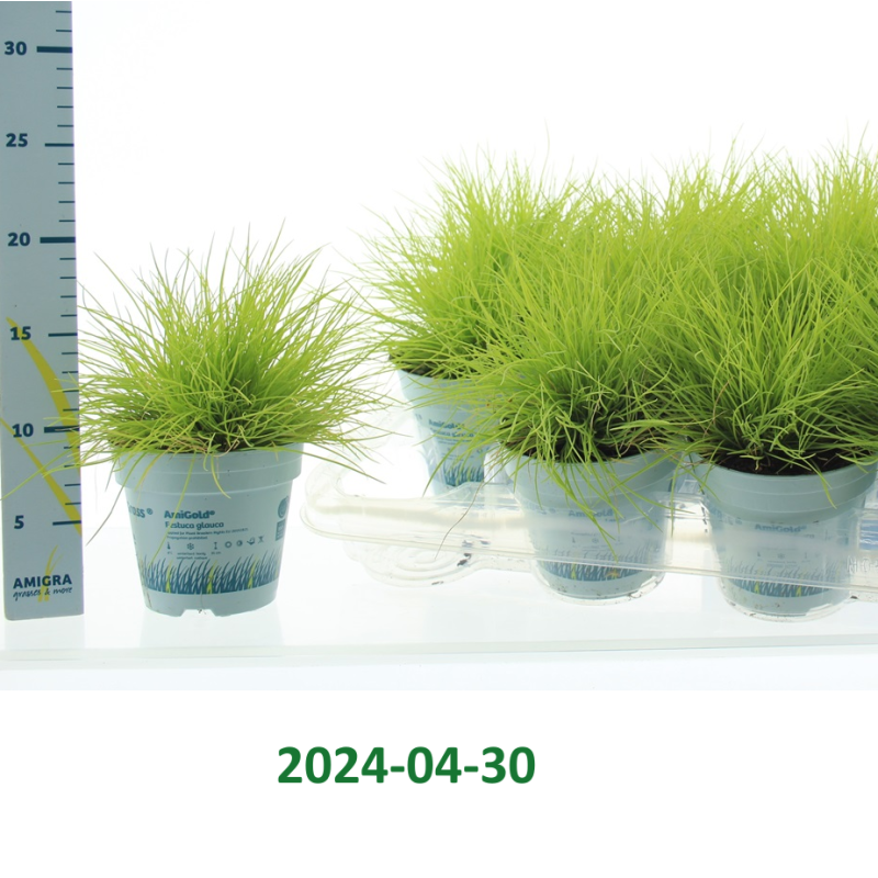Festuca glauca AMIGOLD