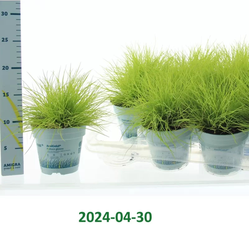 Melsvasis eraičinas - Festuca glauca (deshampsia) AMIGOLD