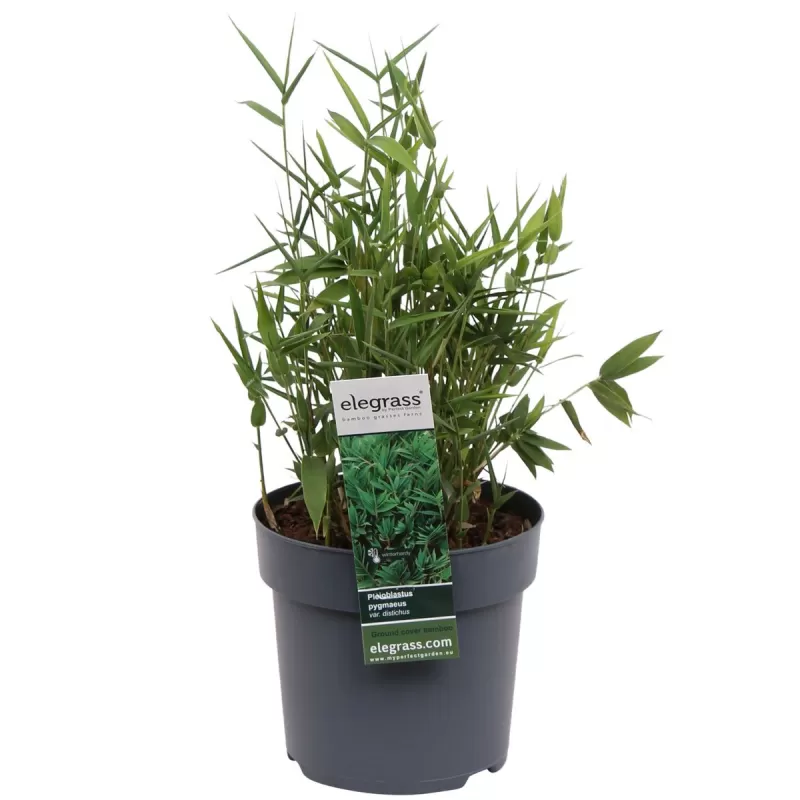 Fortūno arundinaria - Pleioblastus (arundinaria) fortunei VARIEGATA