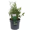 Fortūno arundinaria - Pleioblastus (arundinaria) fortunei VARIEGATA