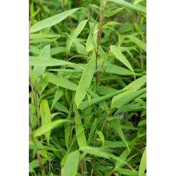 Fargesia dracocephala Rufa