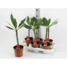 Raudonasis jostras - Plumeria rubra BORDEAUX