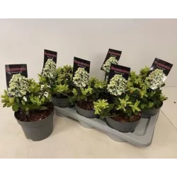 Fortūno rododendras - Rhododendron fortunei SHAMROCK