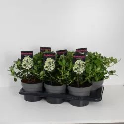 Fortūno rododendras - Rhododendron fortunei SHAMROCK