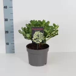 Fortūno rododendras - Rhododendron fortunei SHAMROCK