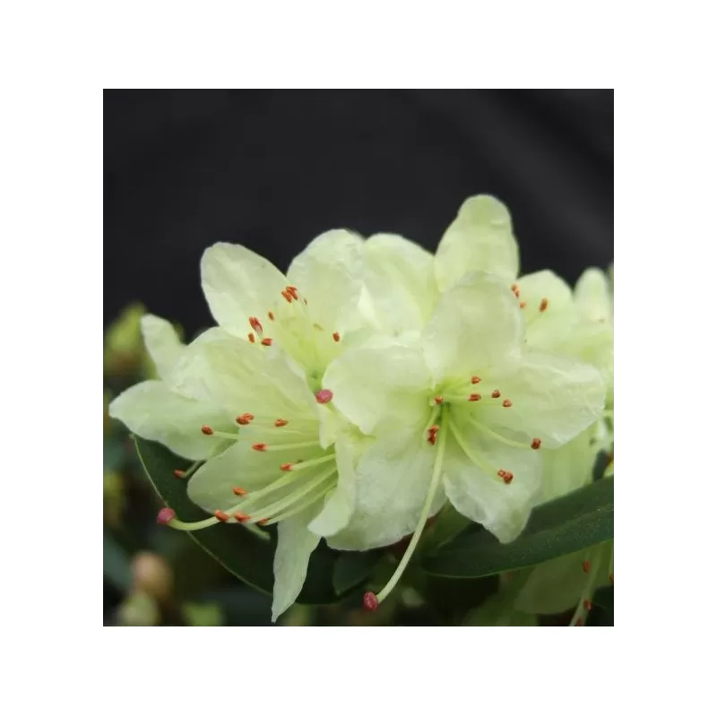 Fortūno rododendras - Rhododendron fortunei SHAMROCK