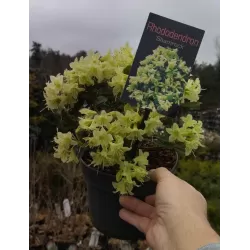 Fortūno rododendras - Rhododendron fortunei SHAMROCK