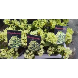 Fortūno rododendras - Rhododendron fortunei SHAMROCK