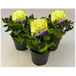 Rhododendron fortunei SHAMROCK